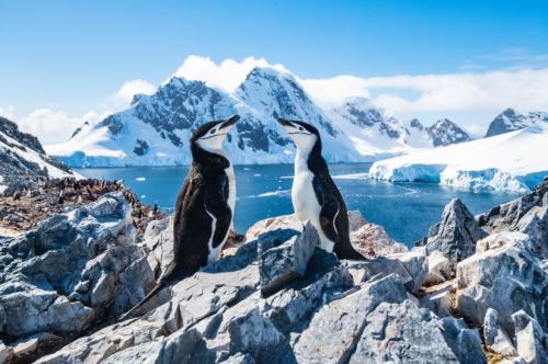 10 - Tučňák podbradní, Antarktida