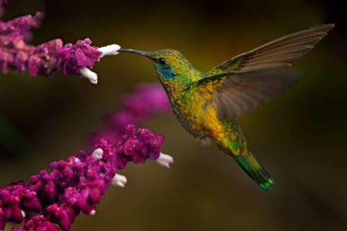 01- Krásný kolibřík s fialovým květem