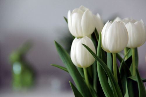 009 - Bílé tulipány